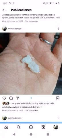 Kefir o Pajaritos de yogurt