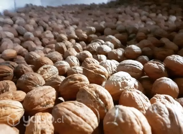Nueces Chandler