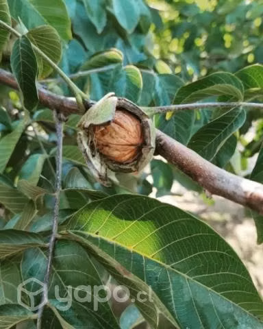 Nueces Chandler