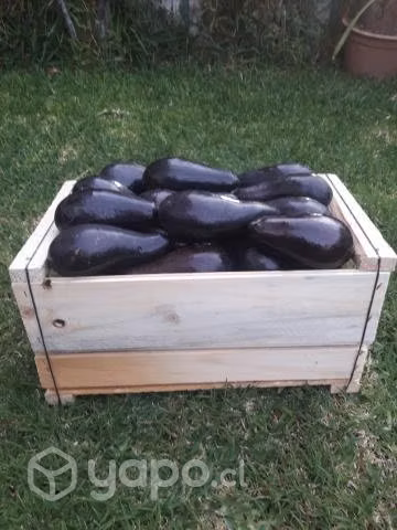 Paltas