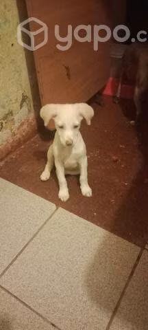 Adopcion de cachorra