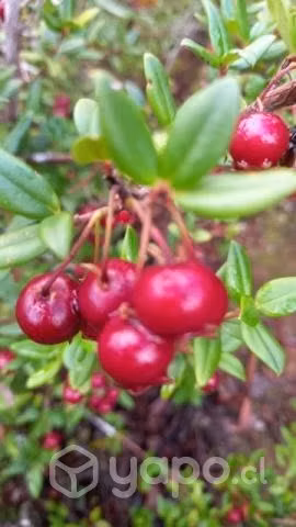 Murta /Mutilla