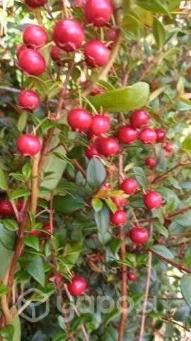 Murta /Mutilla