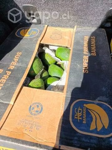 Palta hass chilena detalle y por mayor