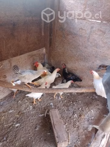 Pollones gallos