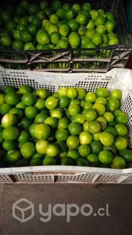 Limón sutil - Imagen 4