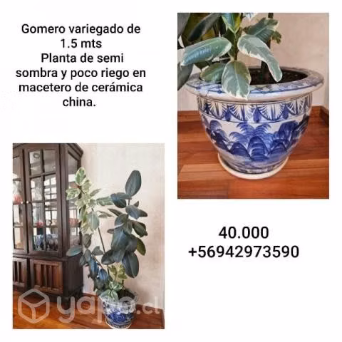 Gomero variegado
