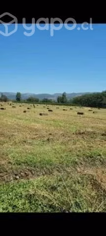 Fardos de Alfalfa