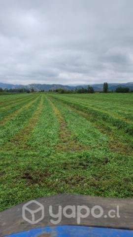 Fardos de Alfalfa - Imagen 2