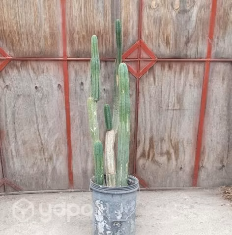 Cactus