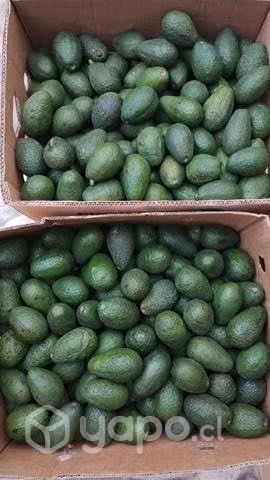 Palta Hass