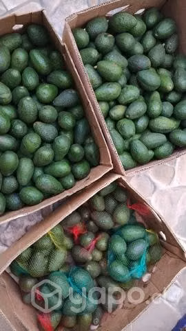 Palta Hass - Imagen 2