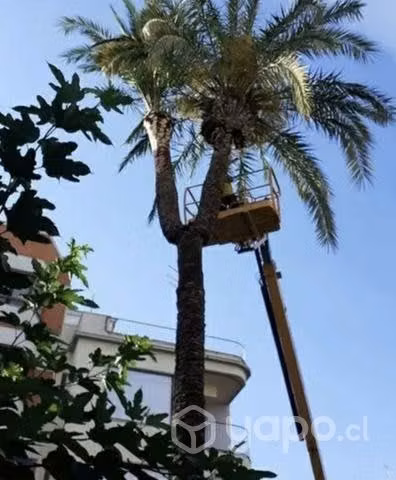 Poda de árboles y ramas