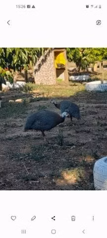 Gallinetas
