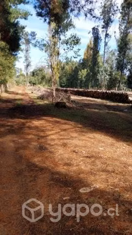 Se vende leña de aromo