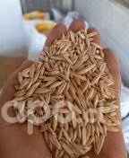 Avena urano