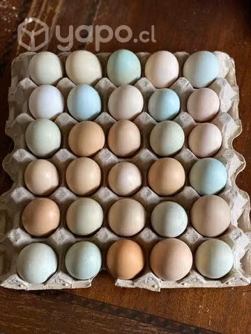 Huevos ricos y saludables - Imagen 4