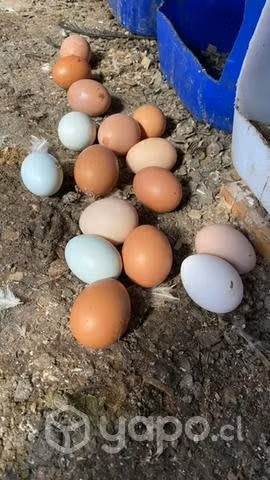 Huevos ricos y saludables - Imagen 3