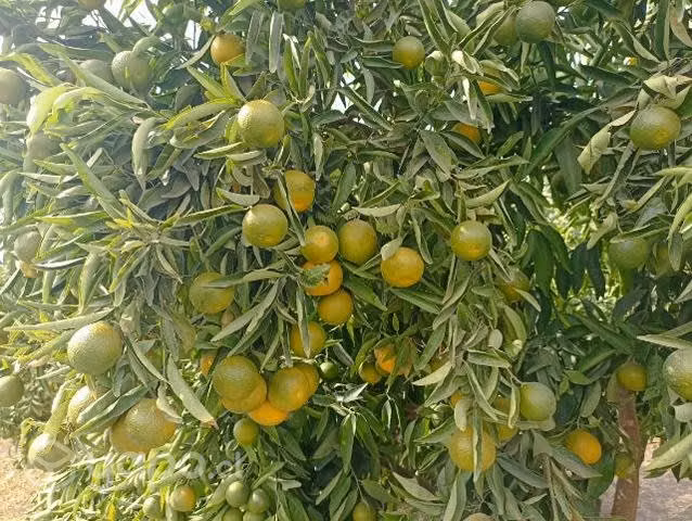 Mandarina en huerto