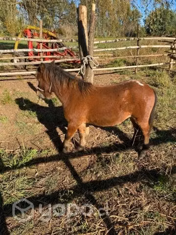 Pony falabella