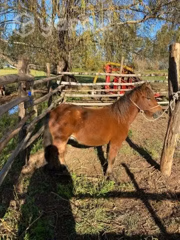 Pony falabella