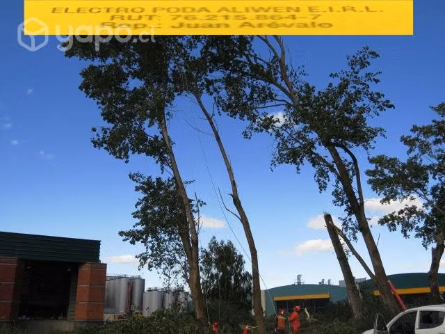 Servicios de Poda y tala de arboles peligrosos