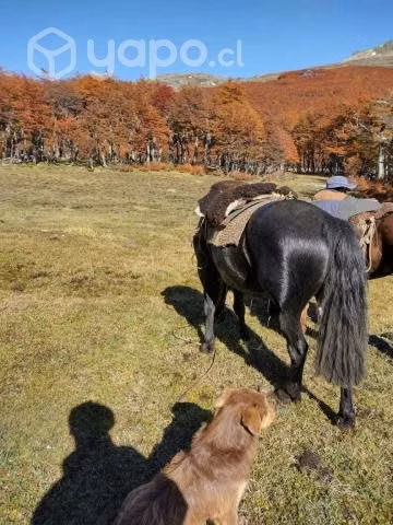 Caballo manso