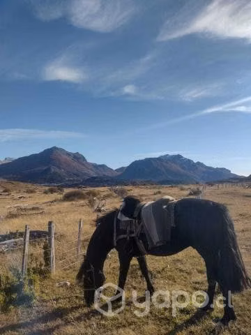 Caballo manso