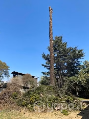 Poda y tala de arboles