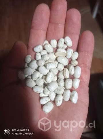 Porotos blanco cimarrón