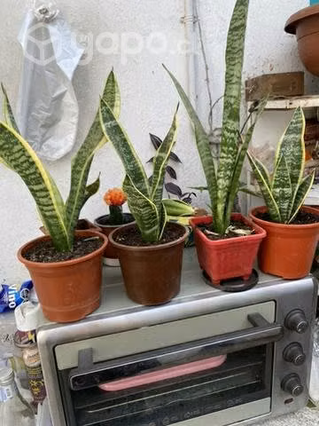 Sánseviera o lengua de suegra bello regalo para ma