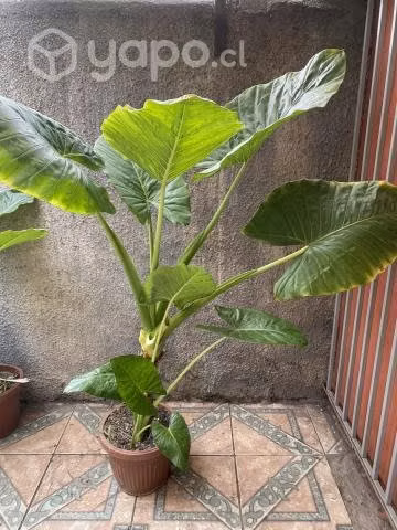 Manto de Eva 1.20 Regalo día de la madre