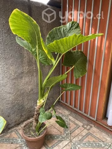 Manto de Eva 1.20 Regalo día de la madre