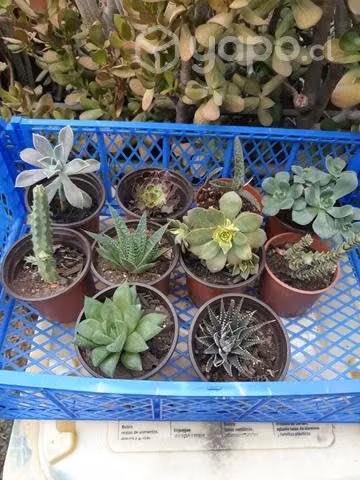 Pack 10 plantitas