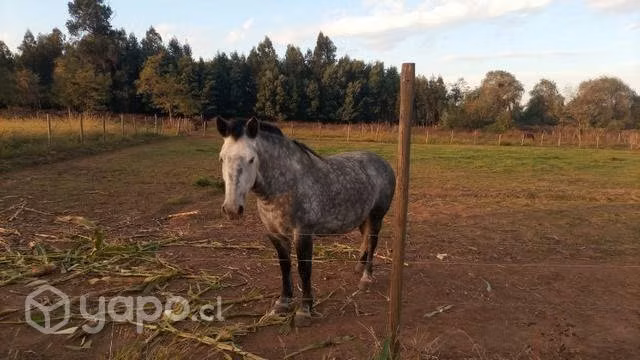 Yegua y potro - Imagen 2