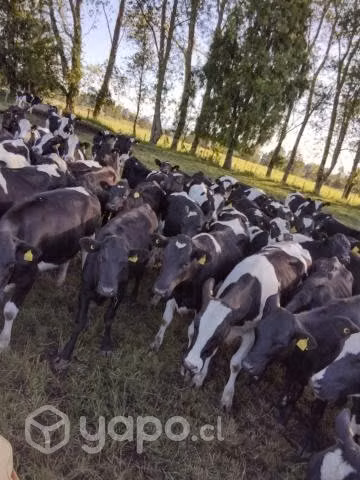 Trabajo agricola