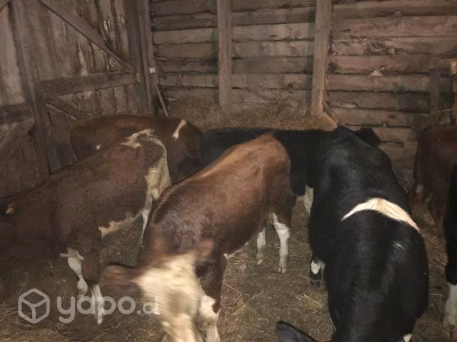 Terneros y terneras