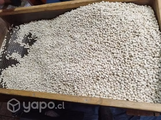 Porotos cimarron