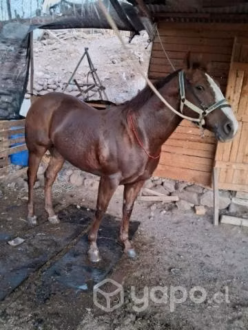 Caballo - Imagen 2