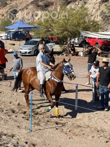 Caballo