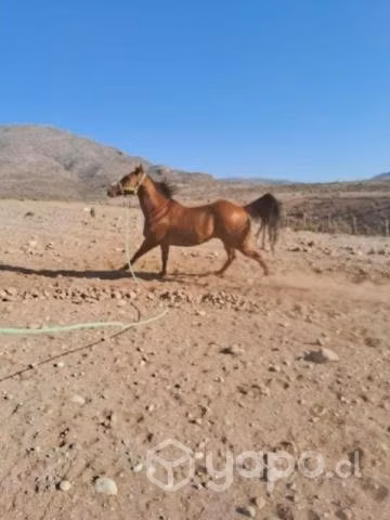 Caballo - Imagen 6