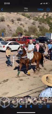 Caballo - Imagen 5
