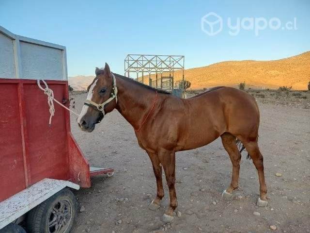 Caballo - Imagen 4