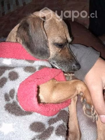 Snoopy busca polola