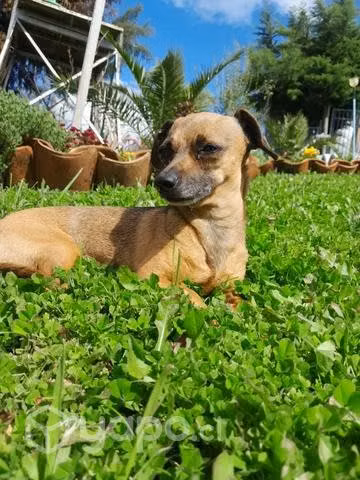 Snoopy busca polola