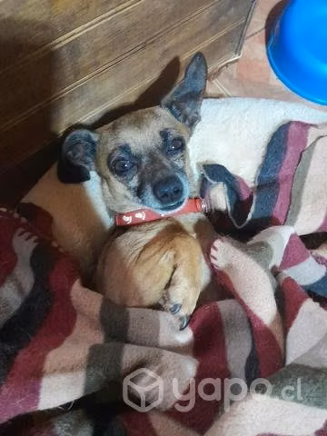 Snoopy busca polola