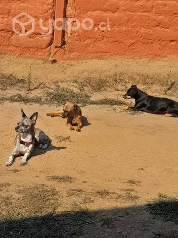 Snoopy busca polola