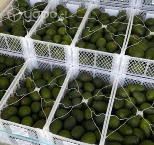 Palta Hass