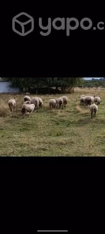 ovejas