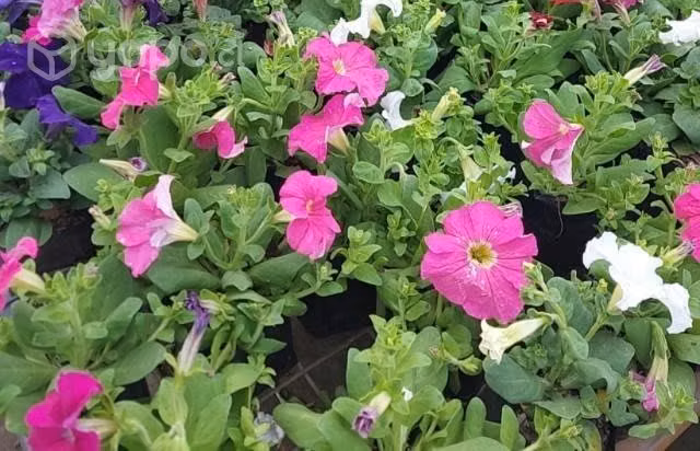 Plantitas - Imagen 2